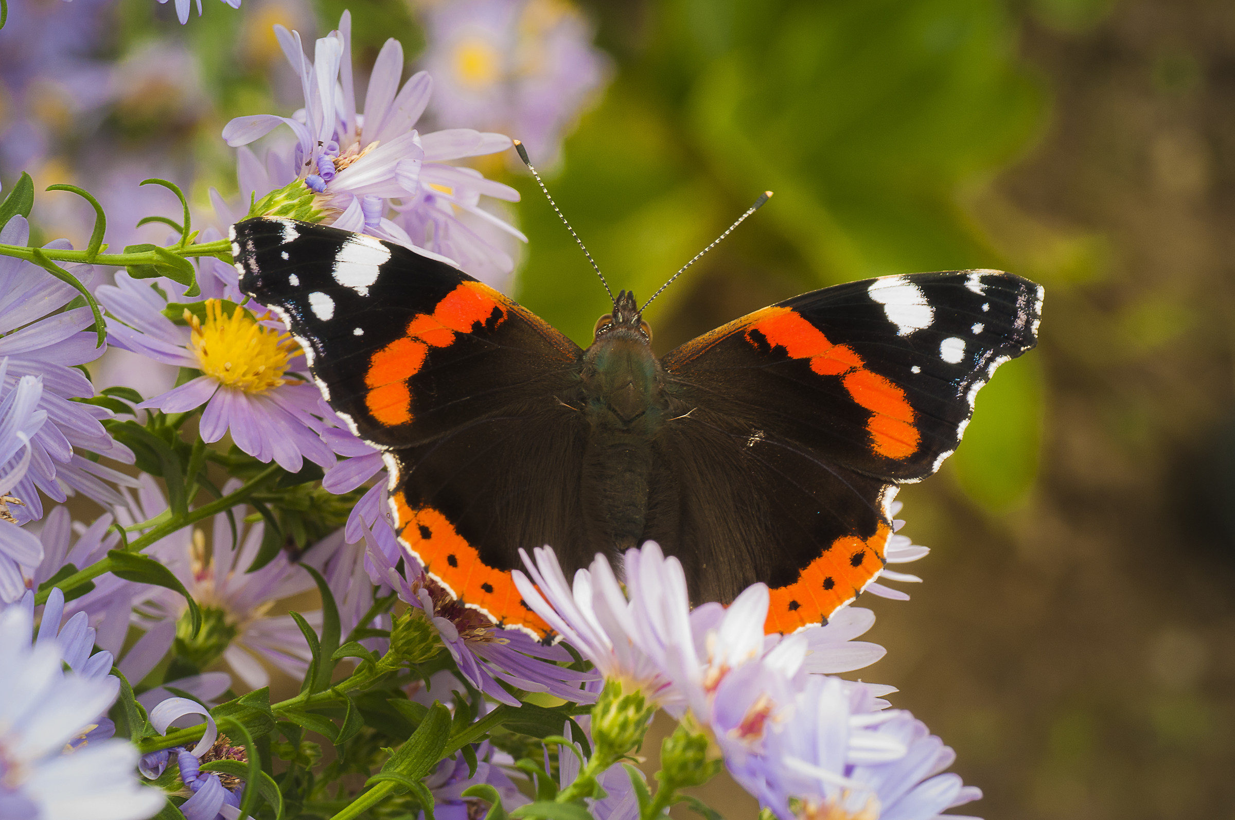 ? Olori of September ...