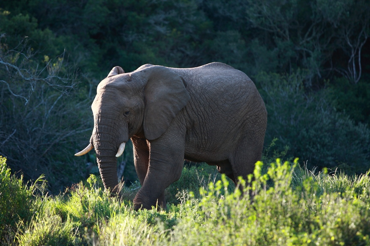 Puppy in the sun after the rain
