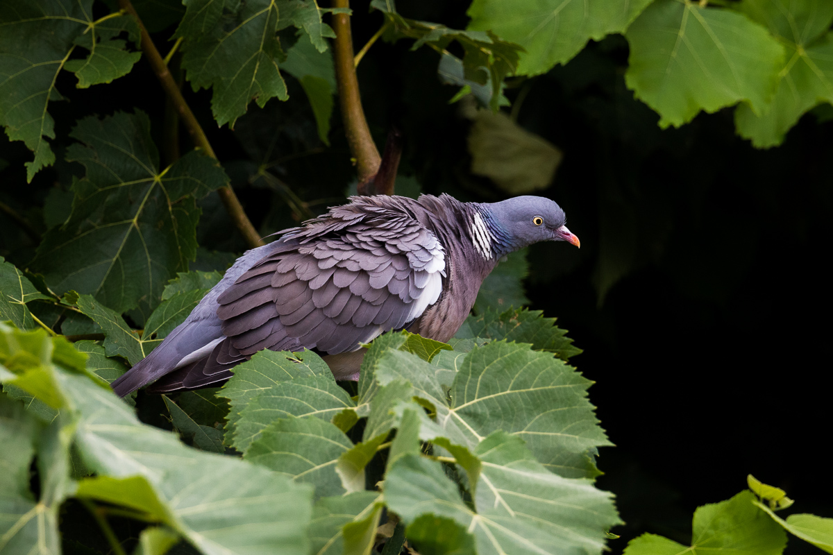 Pigeon (Columba palumbus) ...