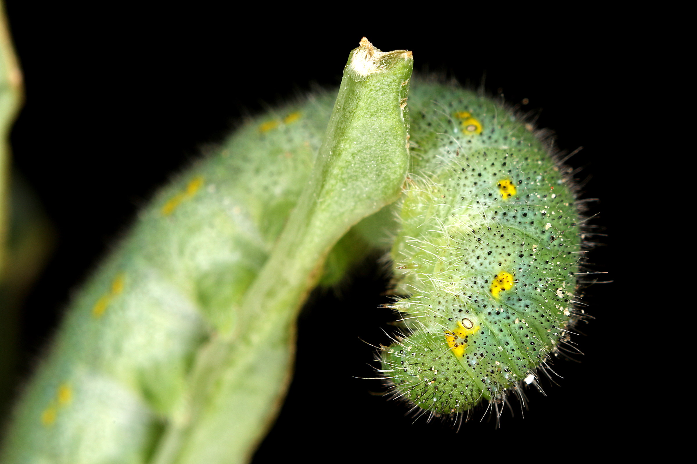 Larva of Cabbage
