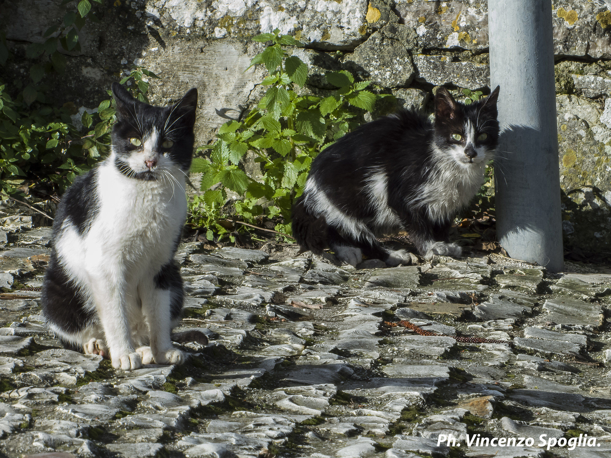 Cats in Erice