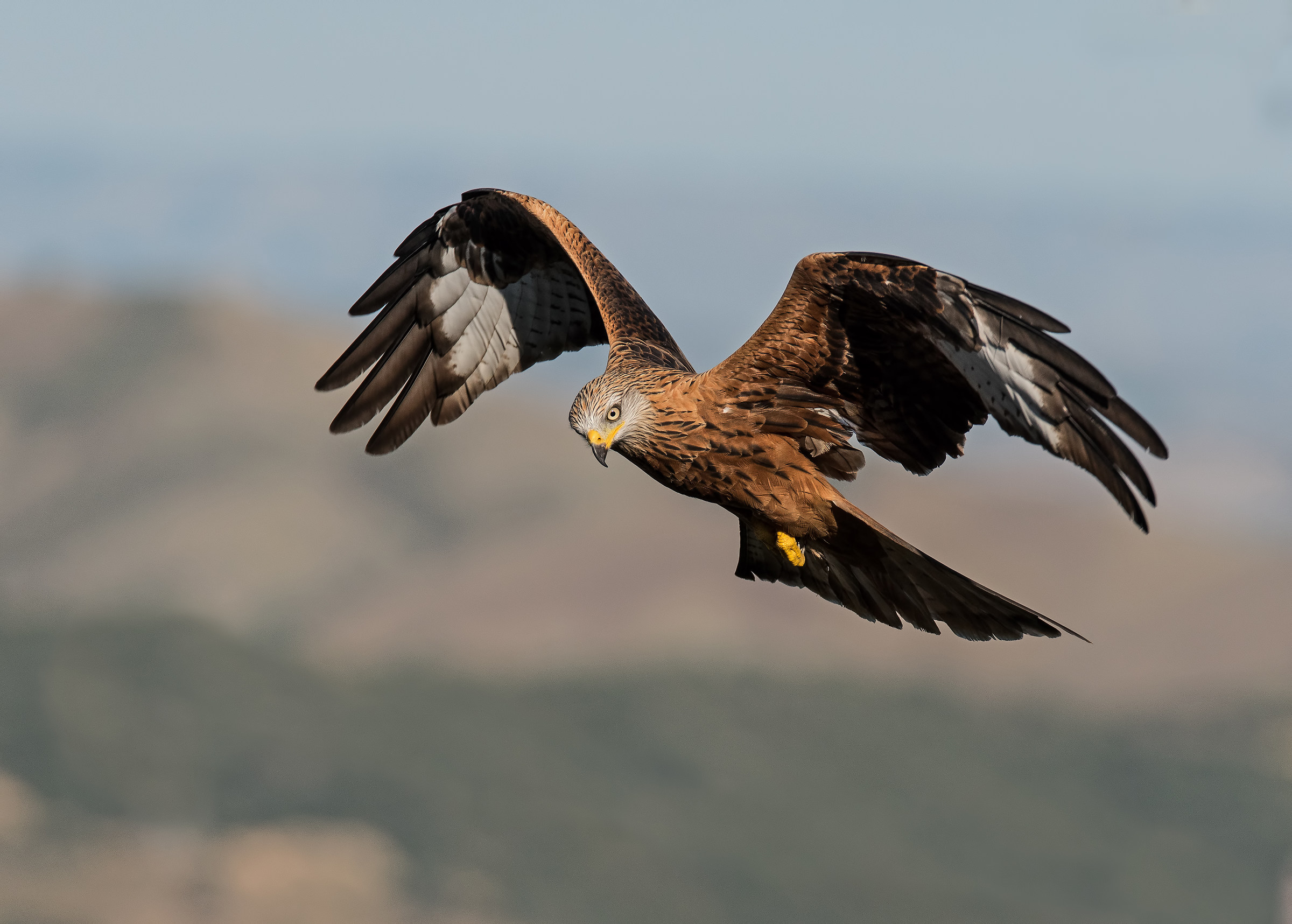 Reale in perlustrazione.