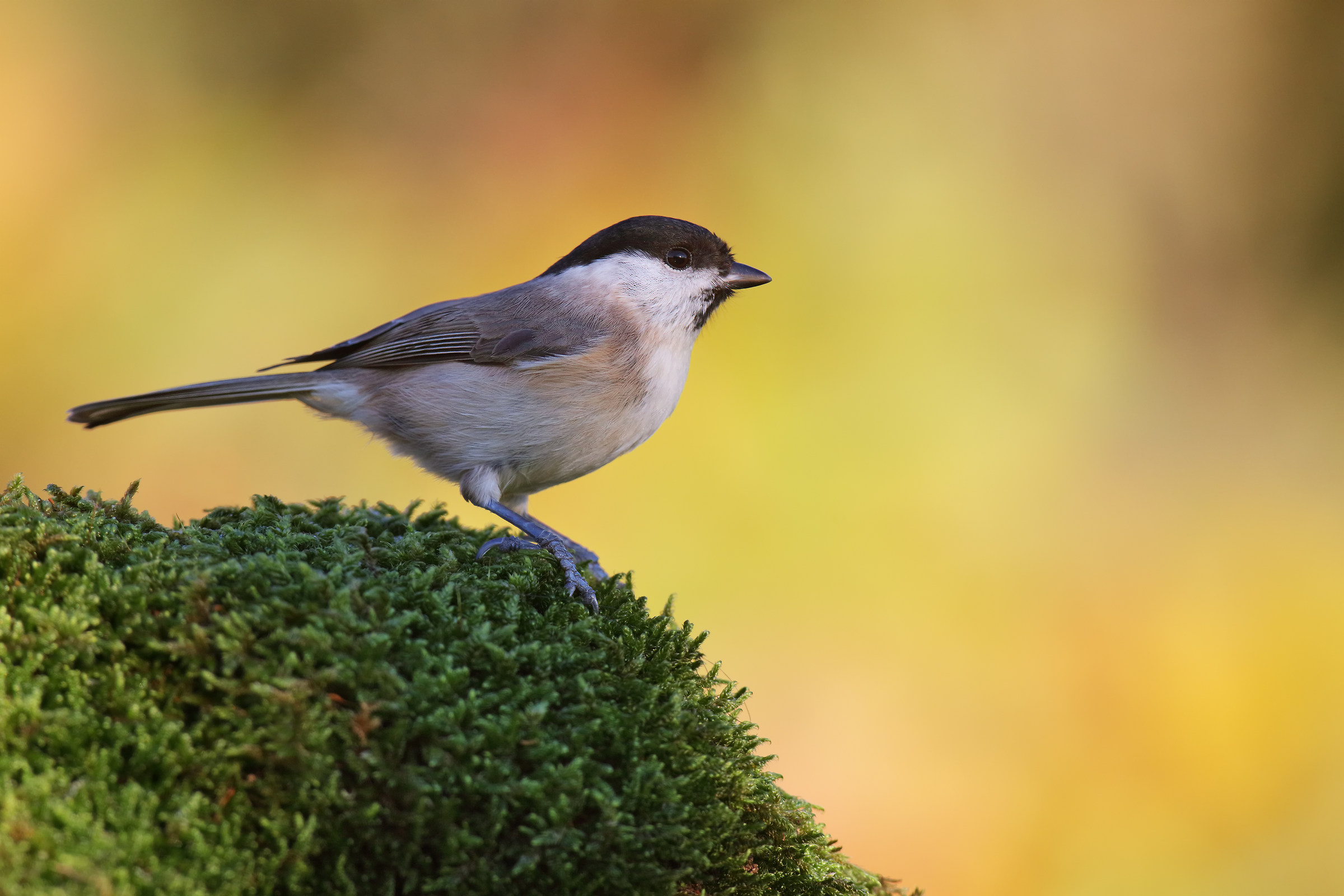 Chickadee