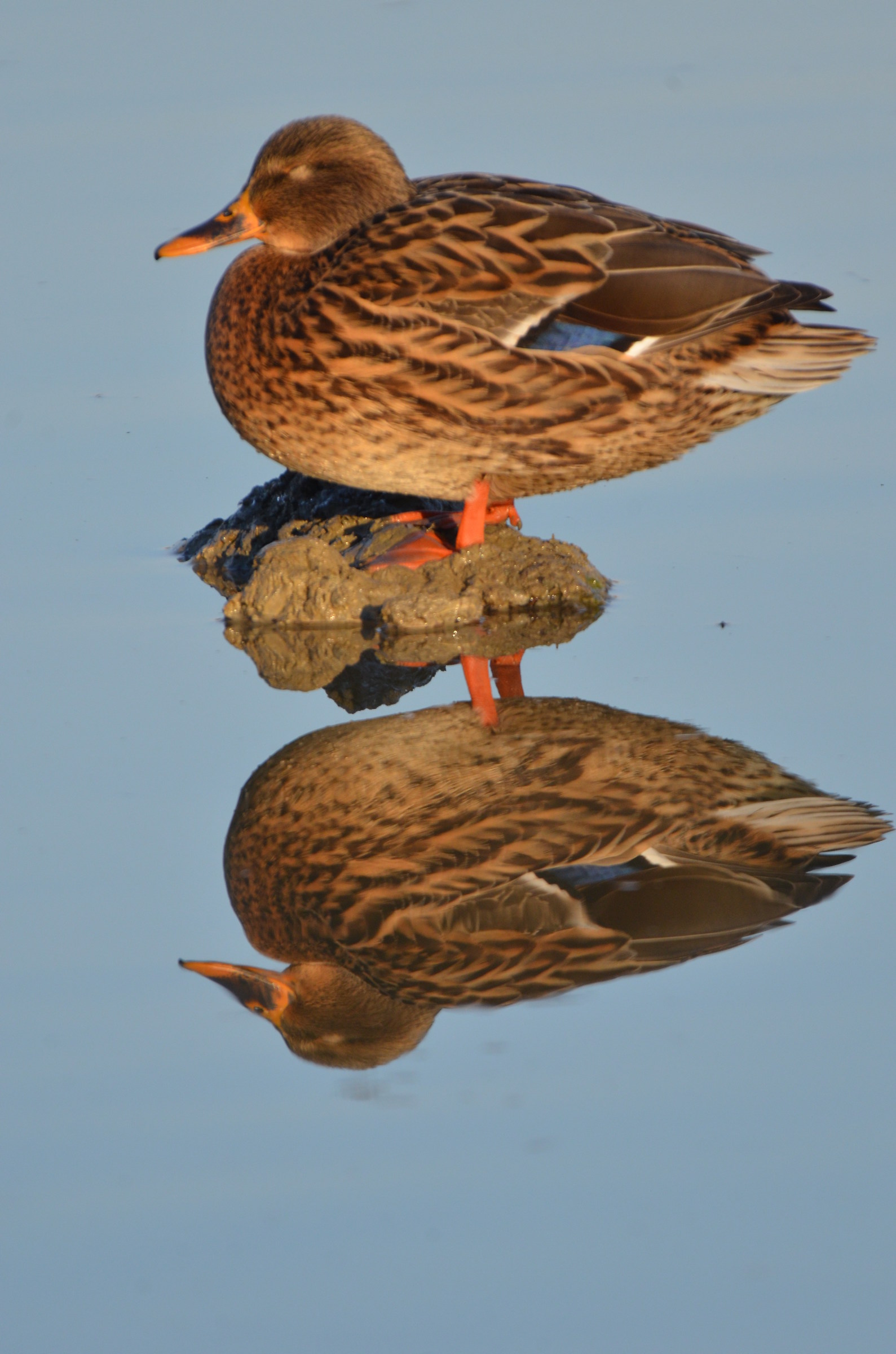 specchio delle mie brame