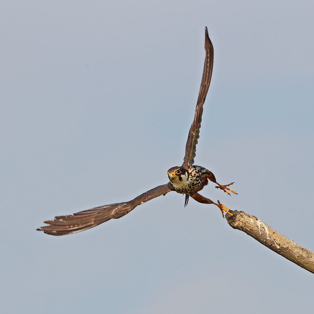 La partenza del Lodolaio
