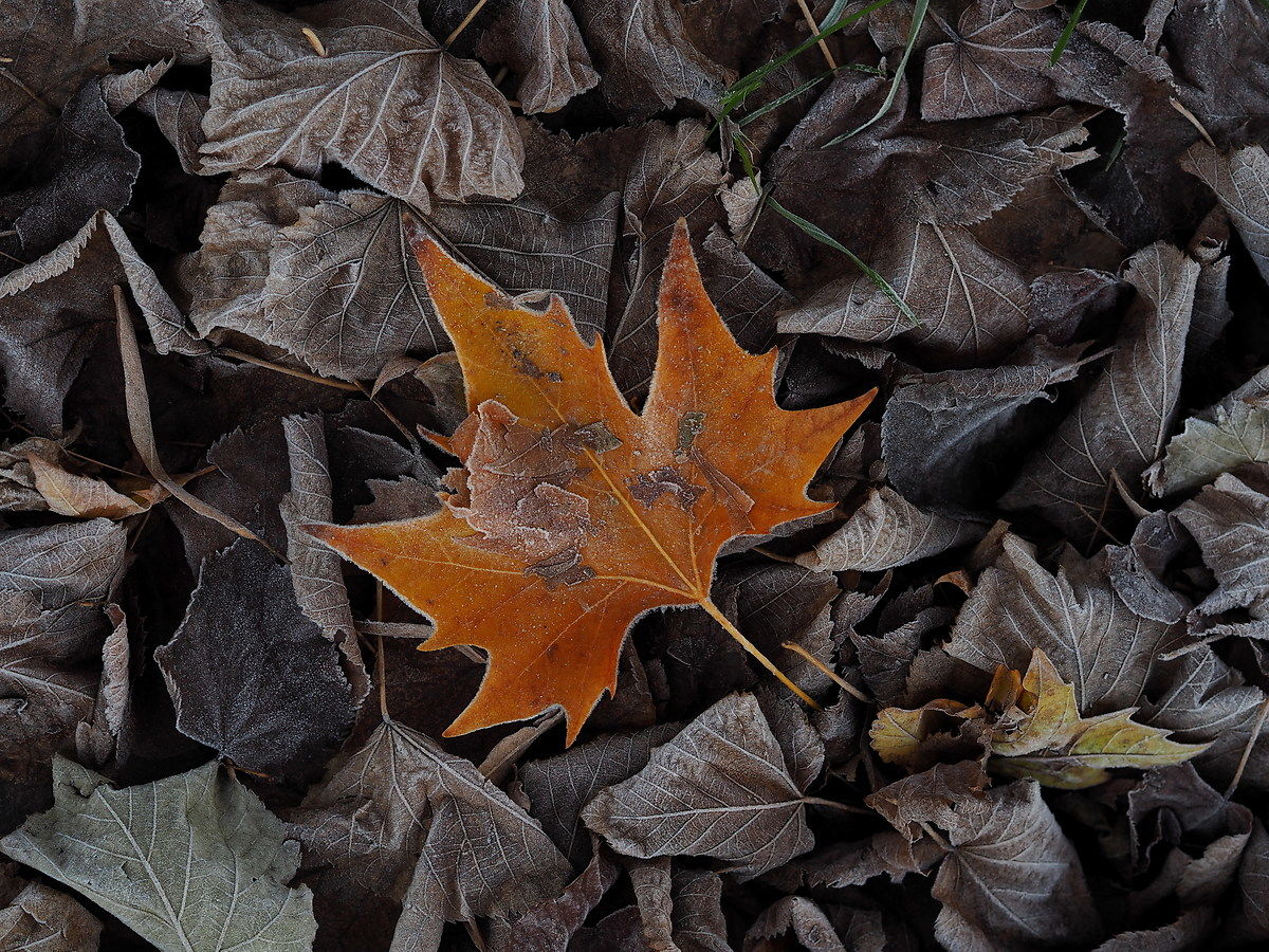 L'inverno si porta via i colori