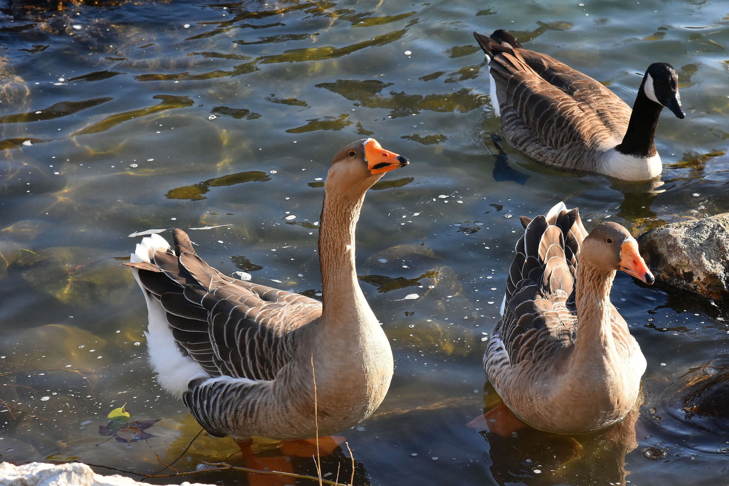 Curious geese