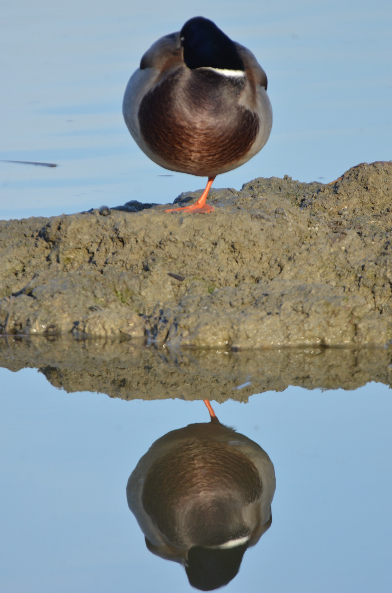 equilibrista allo specchio