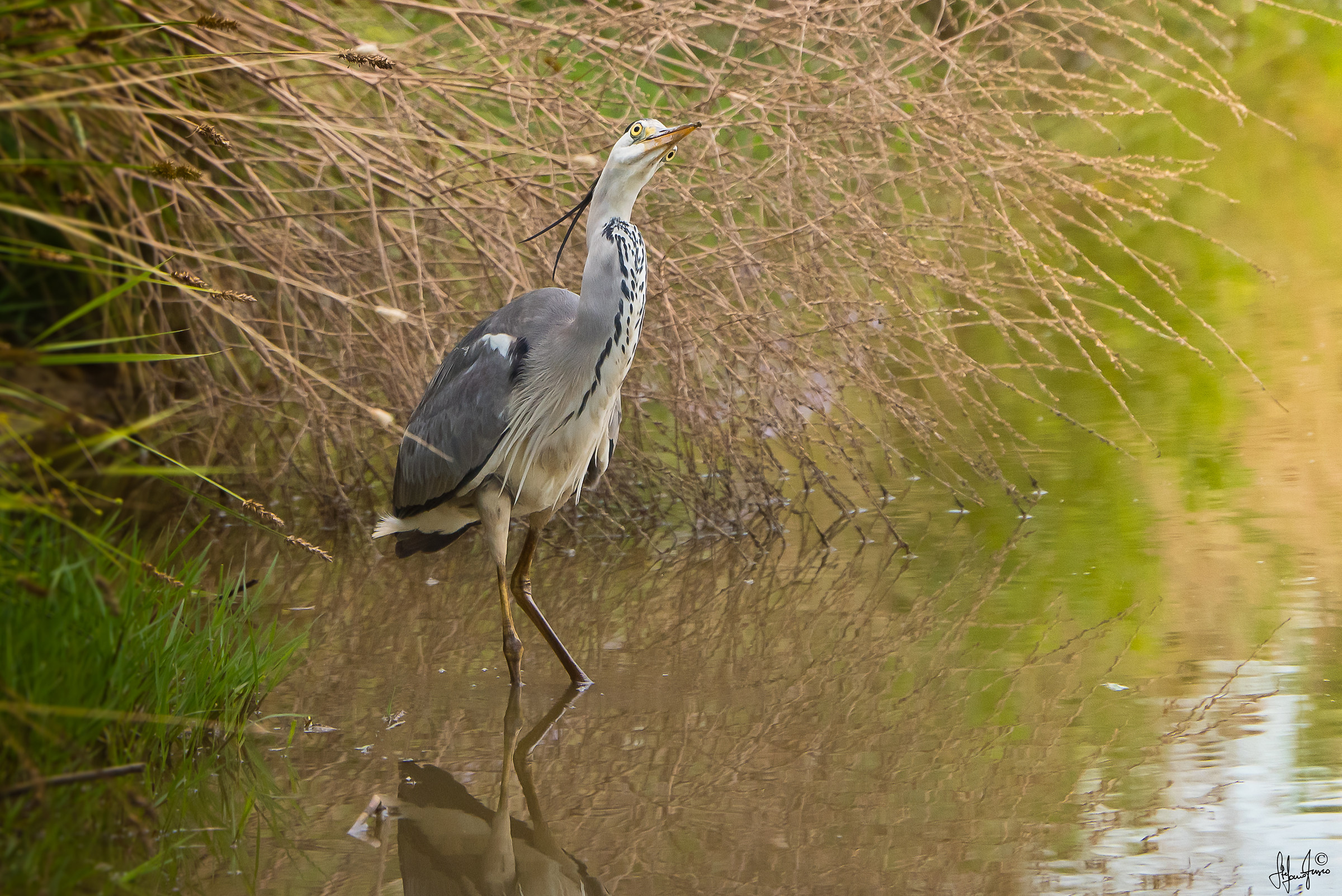 Airone cinerino-0341