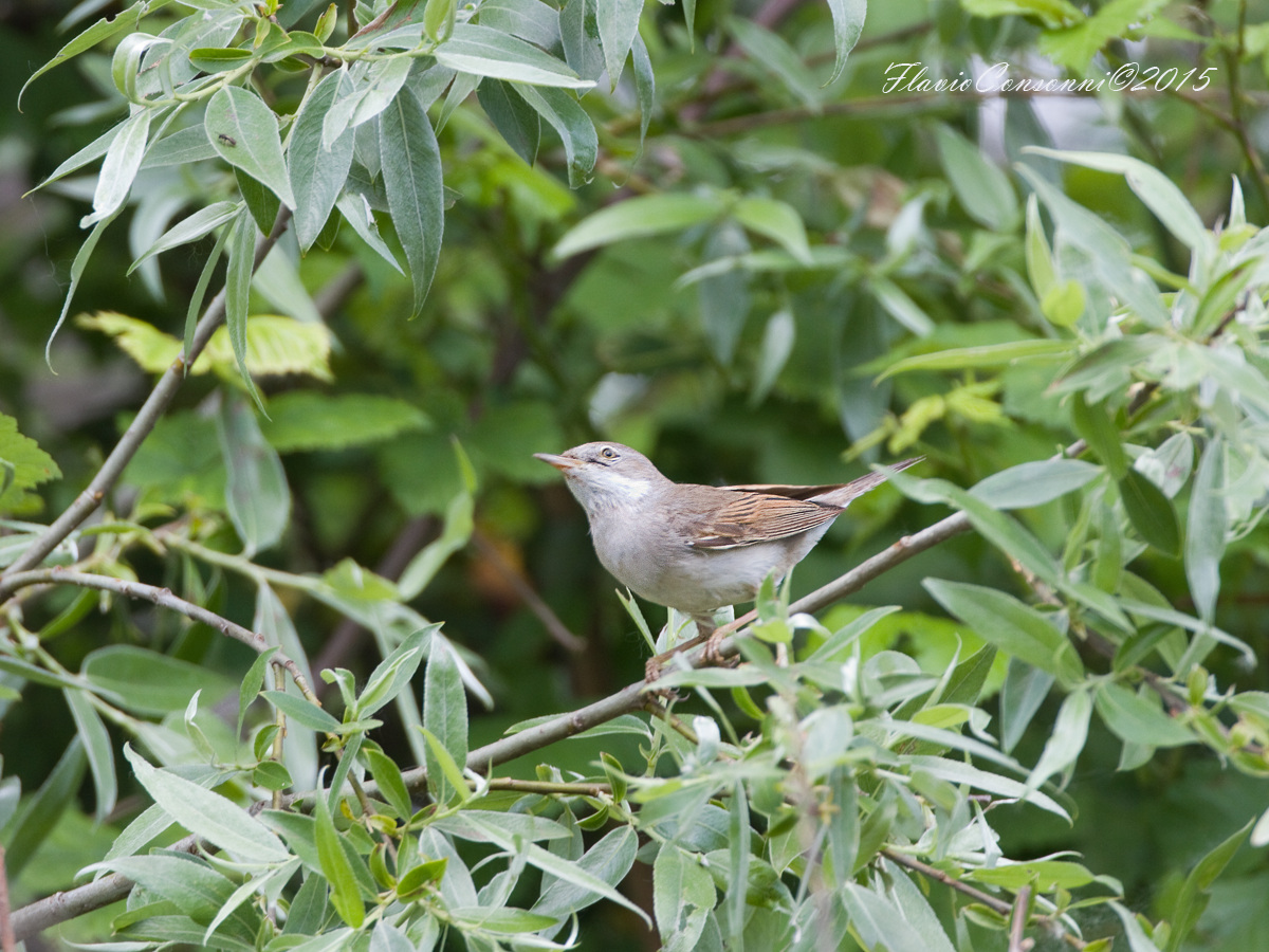 Whitethroat