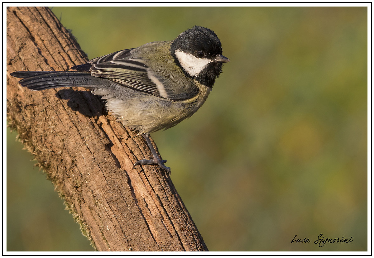 cinciallegra in asciugatura