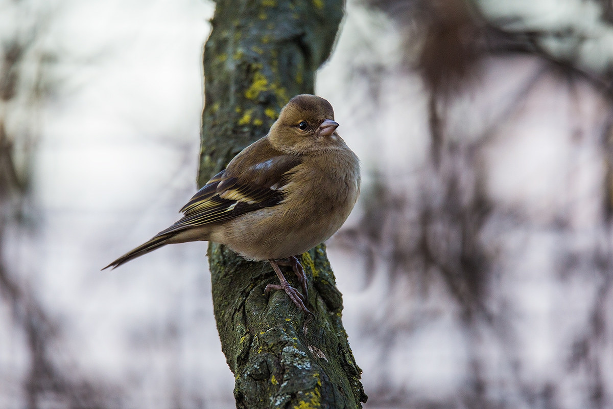 Fringilla coelebs (fringuello)
