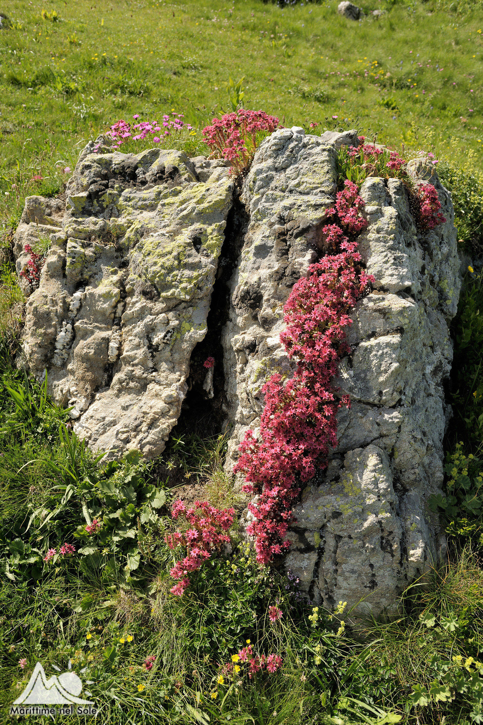 Semprevivo ragnateloso