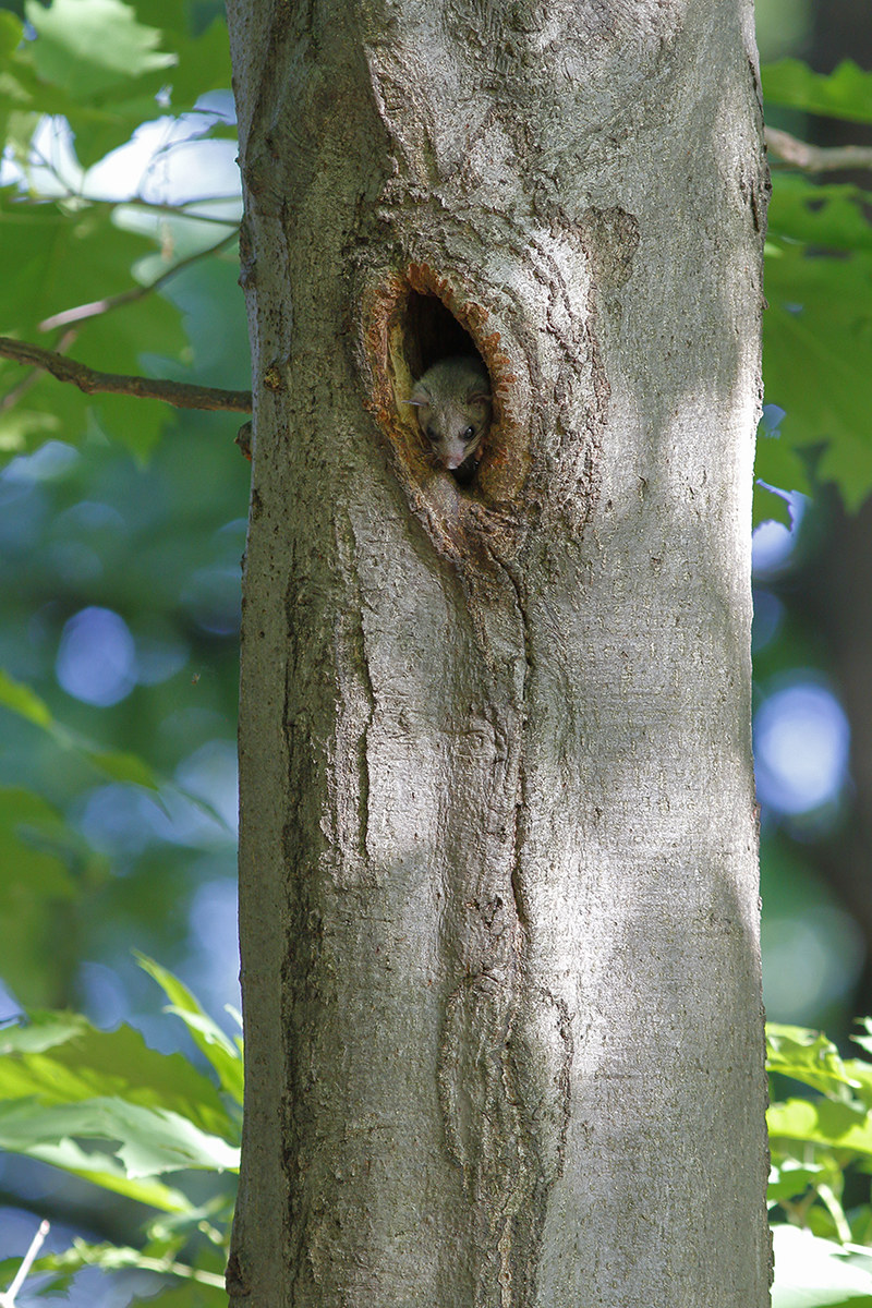 Guardando fuori casa