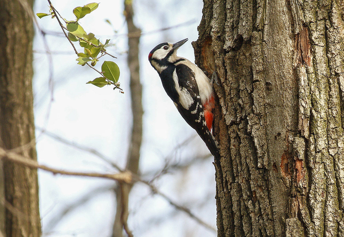 Picchio rosso maschio