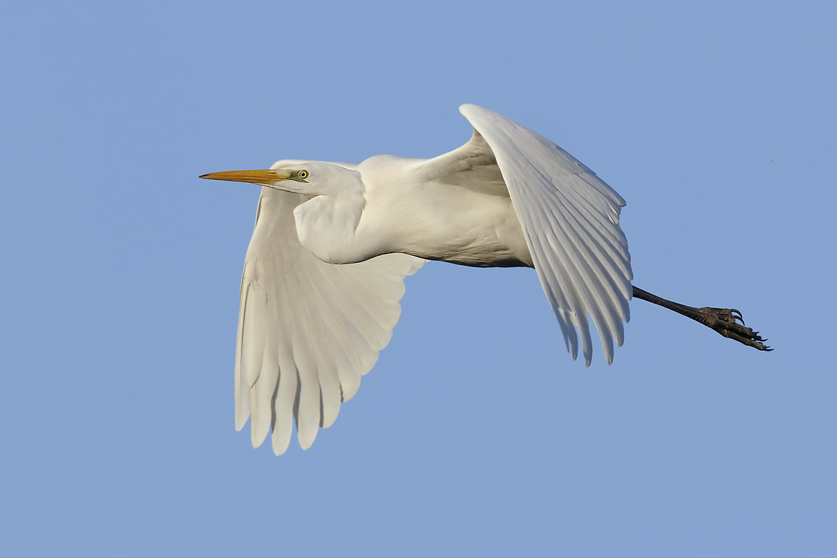 The winter light of sunset illuminates the white heron