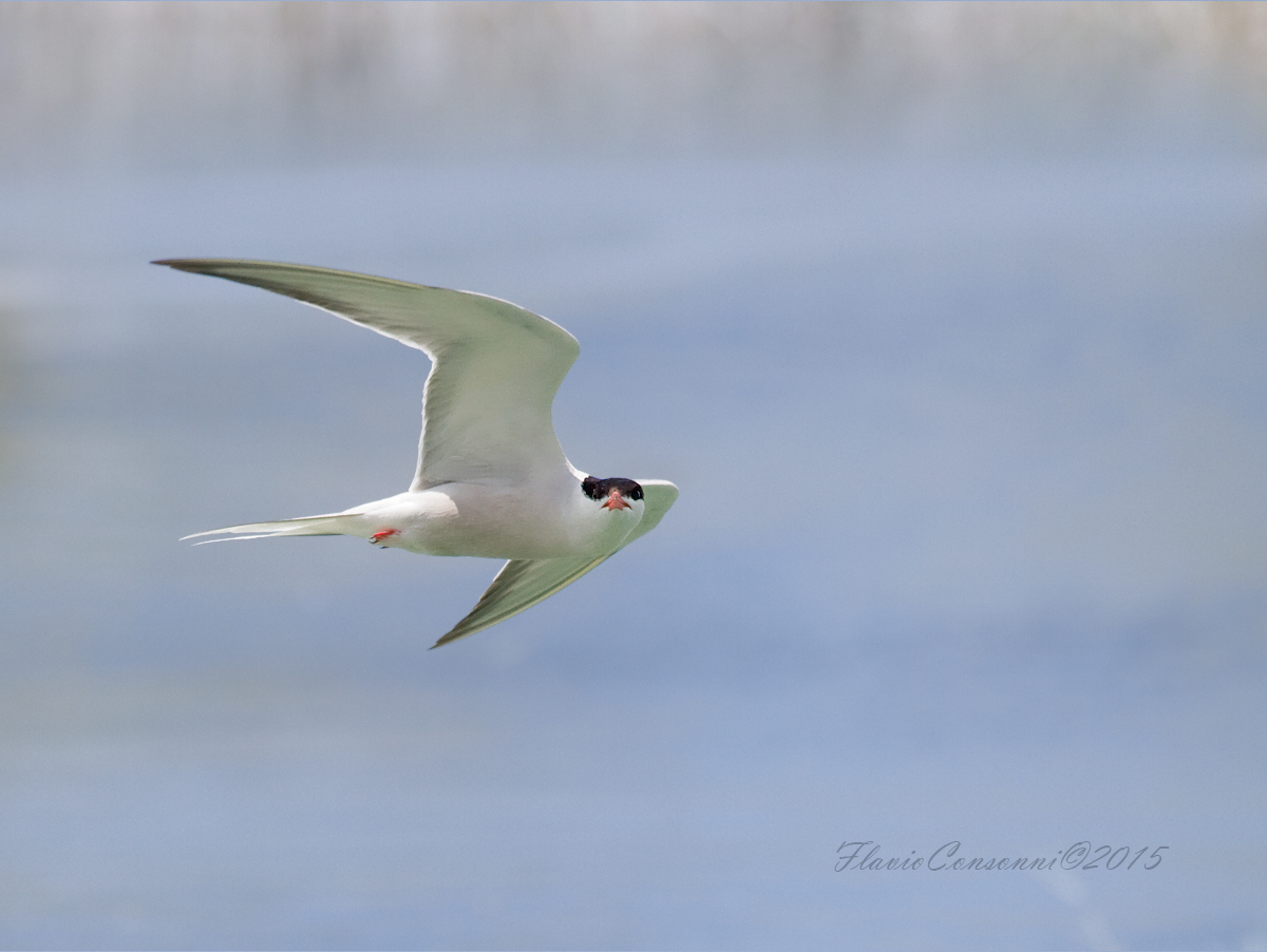 L'occhiataccia della Sterna