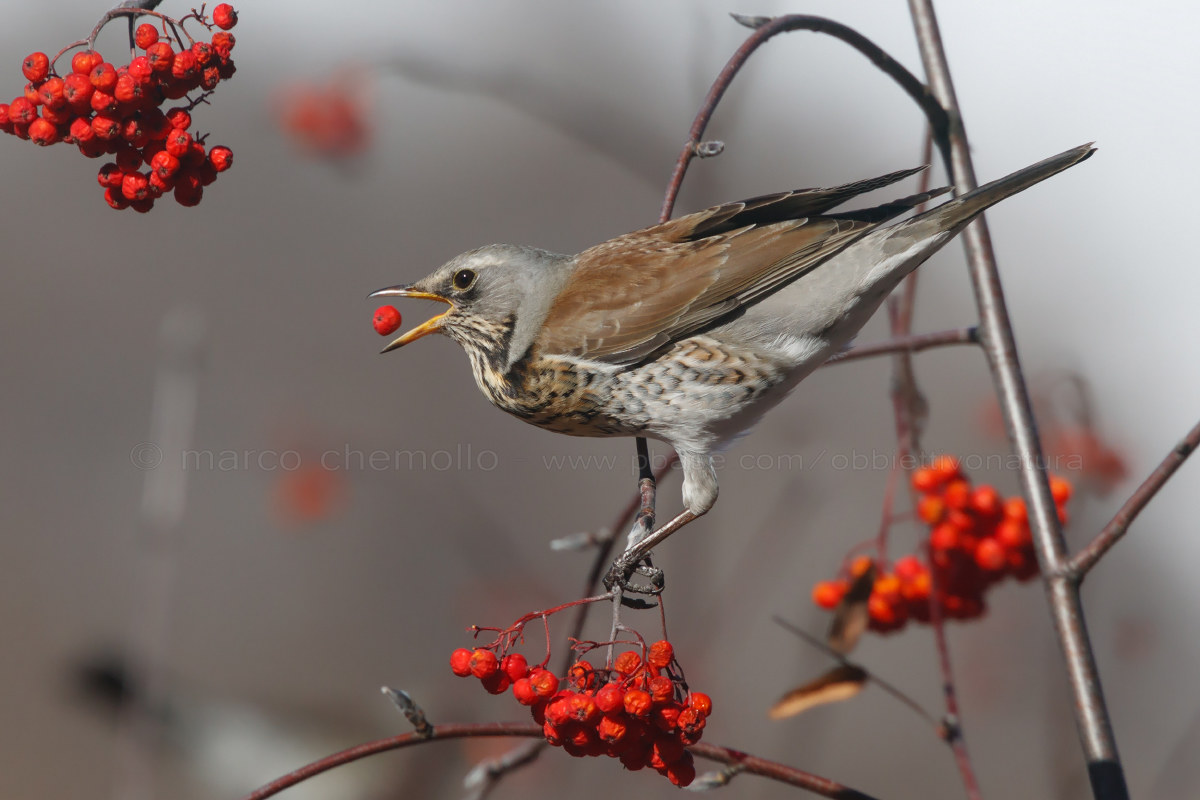 Cesena (Fieldfare)