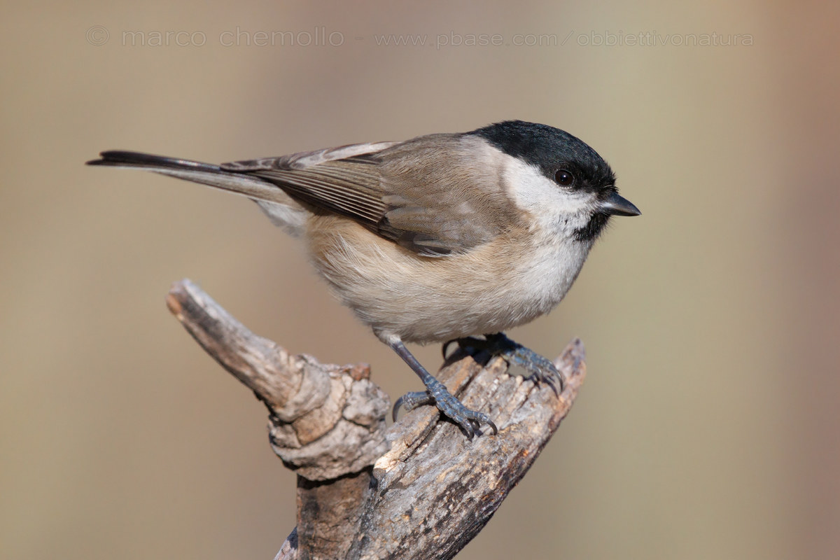 Marsh Tit (Poecile palustris)