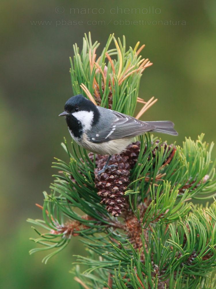 Coal Tit (Parus ater)