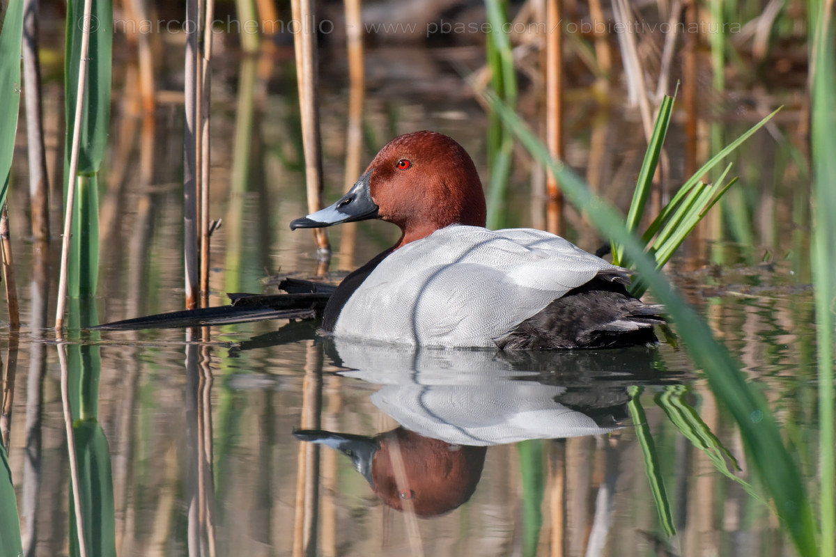 Pochard (Aythya ferina)