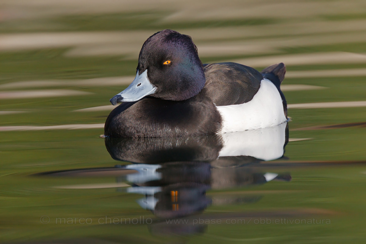 Tufted Duck (Aythya fuligula)