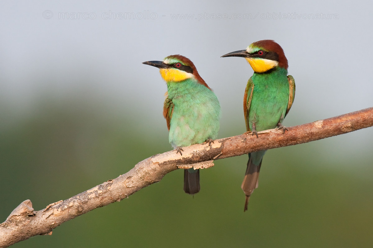 Griccioni (Merops apiaster)