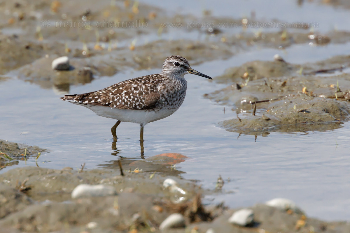 Wood sandpiper (Tringa glareola)