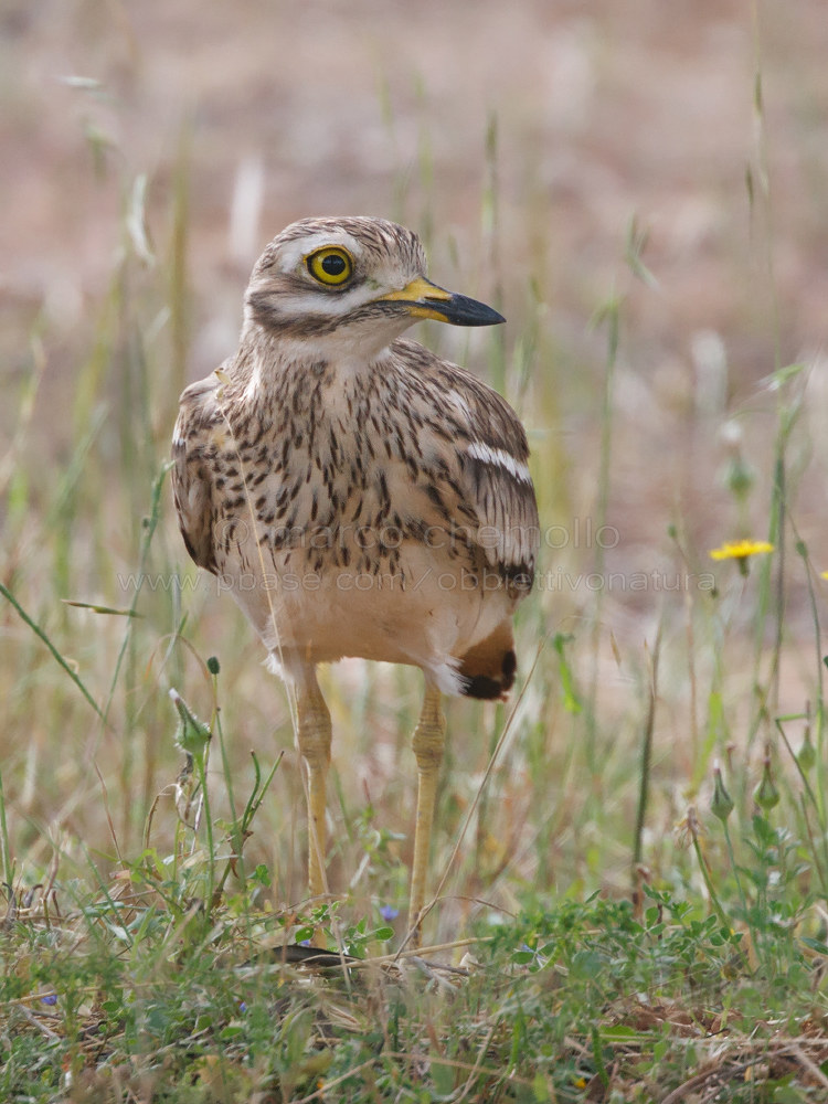 Curlew (Burhinus oedicnemus)