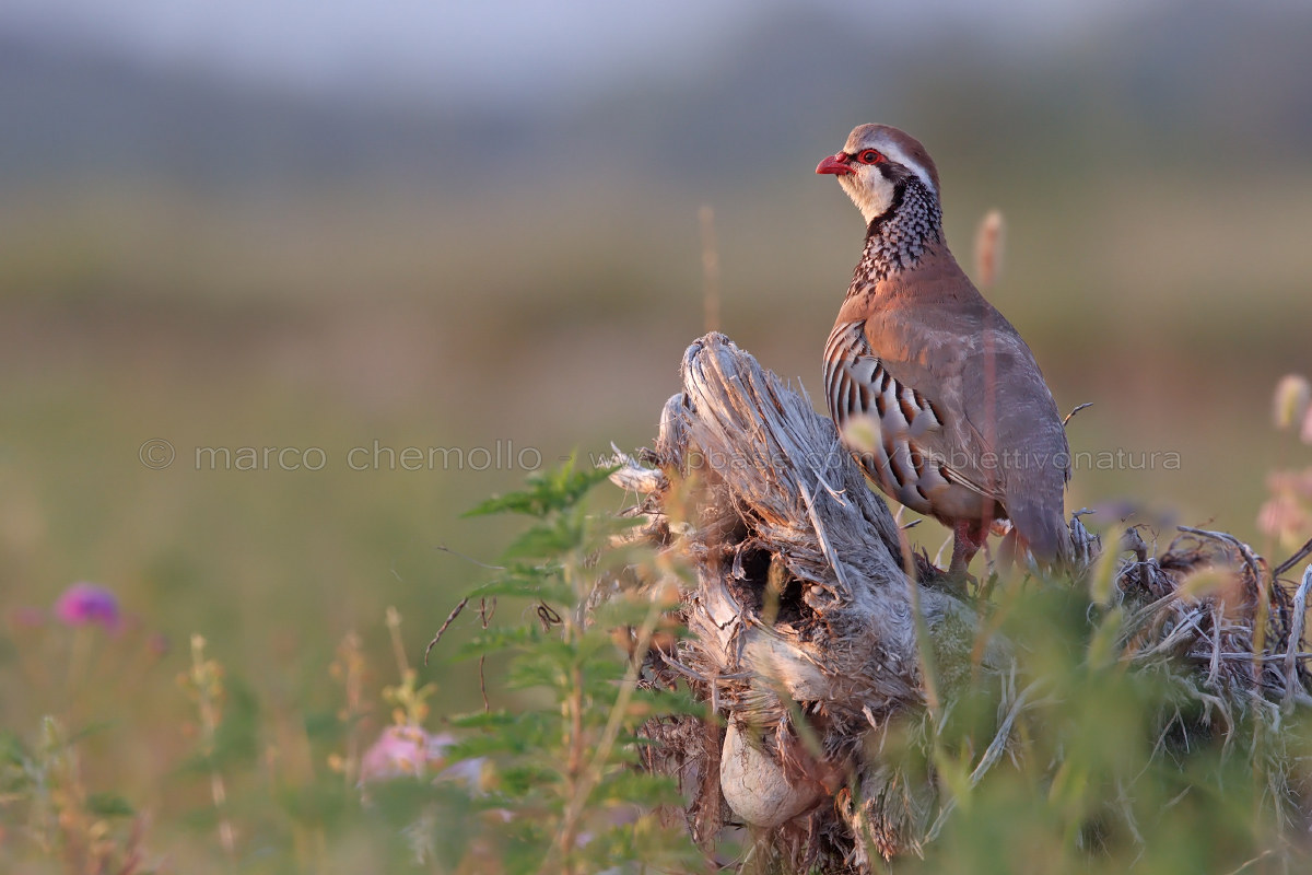 Ortolano gray (Emberiza caesia)