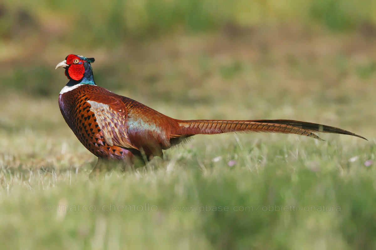 Common Pheasant (Phasianus colchicus)