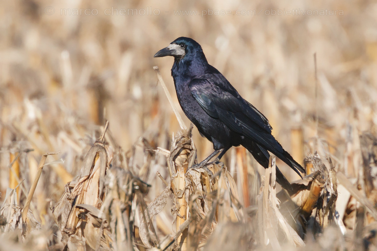 Common Raven (Corvus frugilegus)
