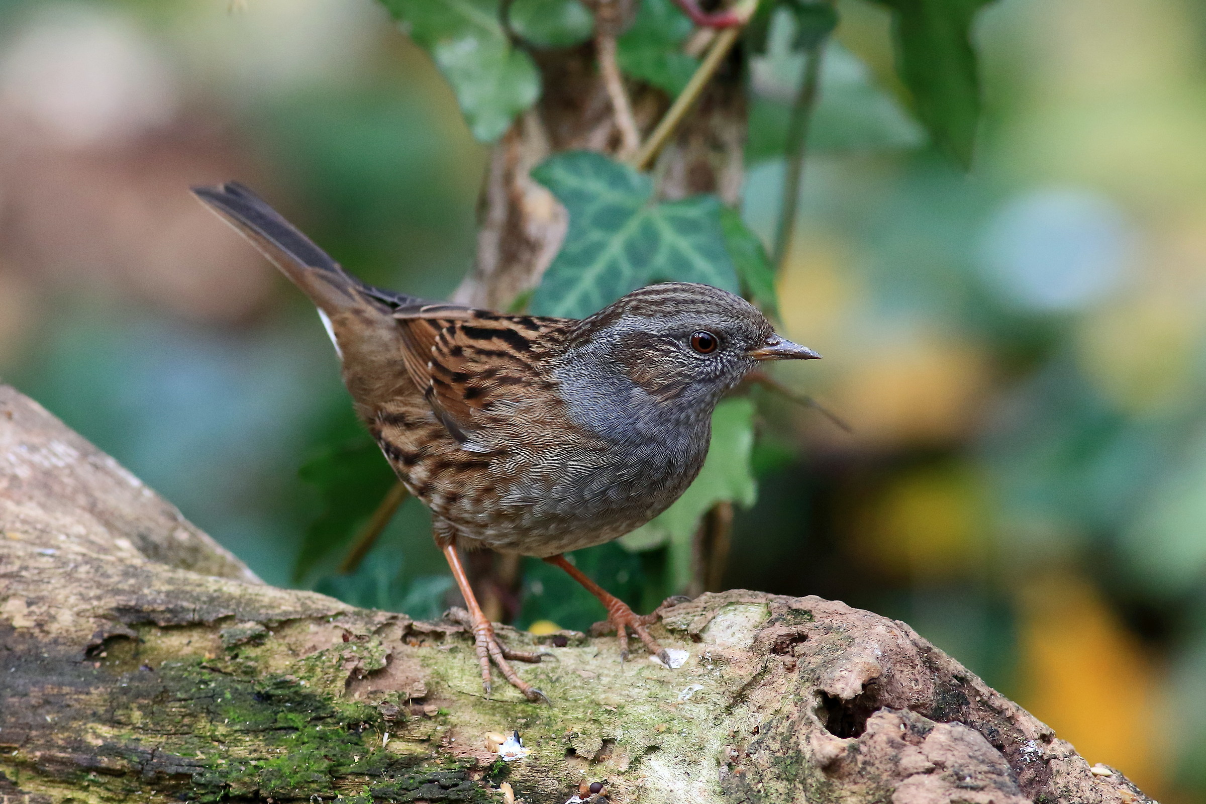 Dunnock