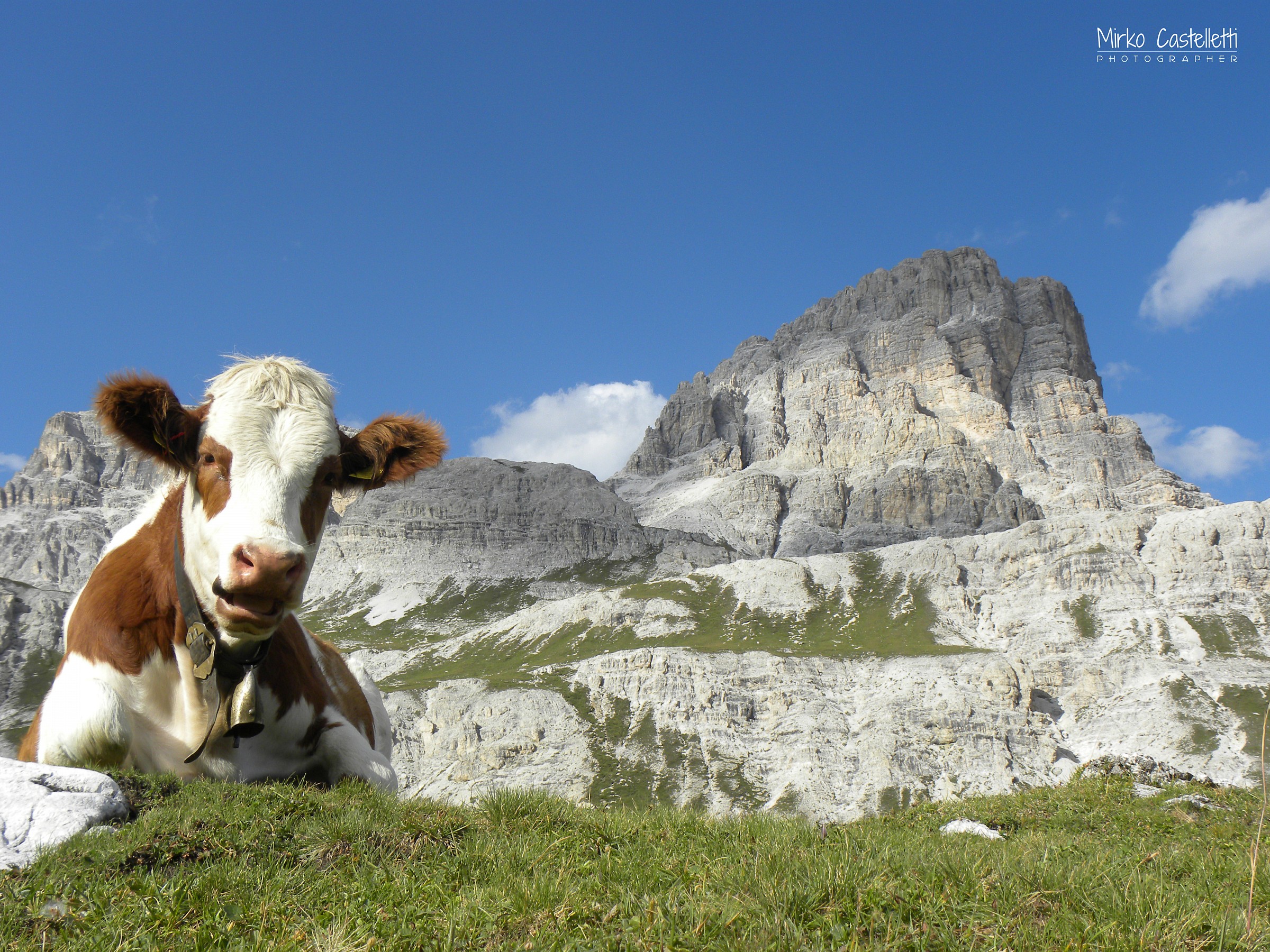 Cow Tyrolean