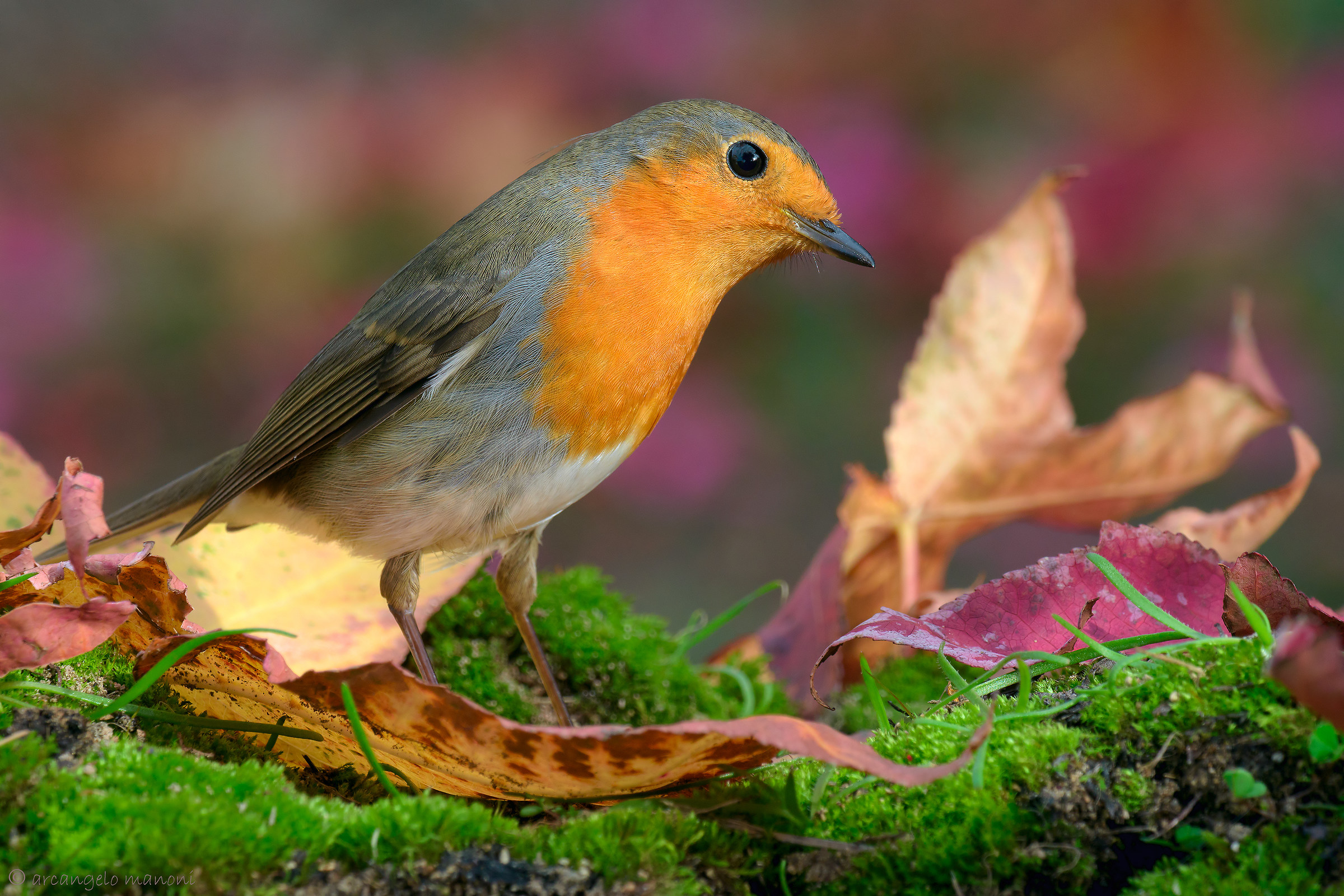 Property in gemellar seasons