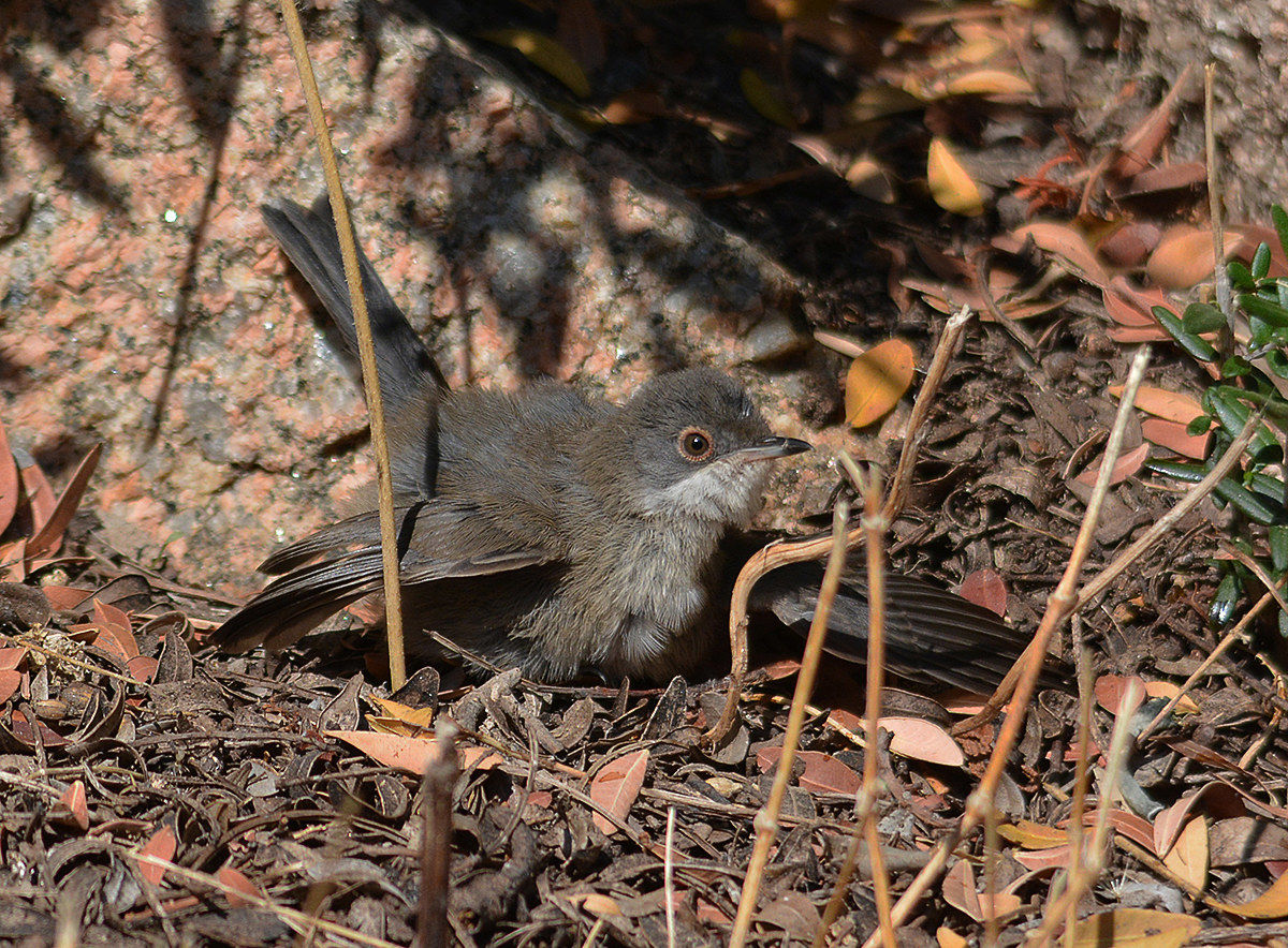 Imitation wren Sergio Vonscatt