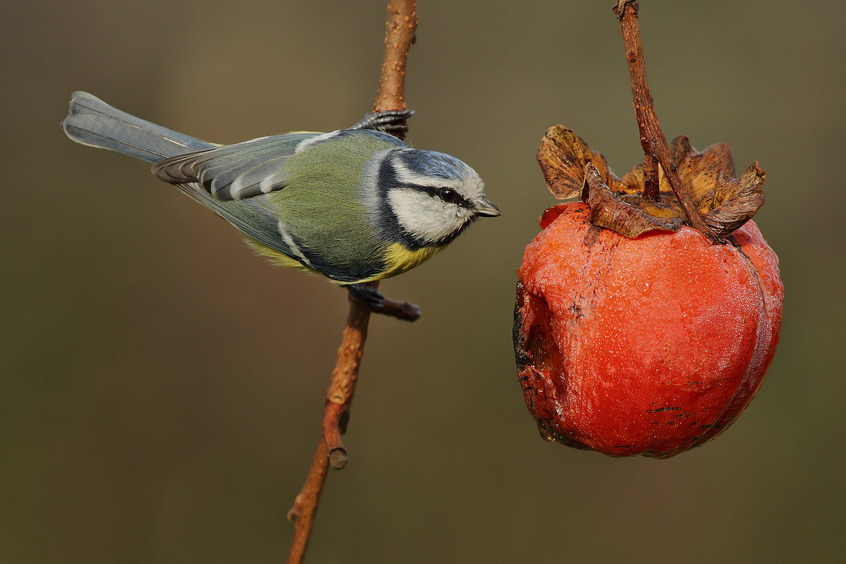 Tit on persimmon