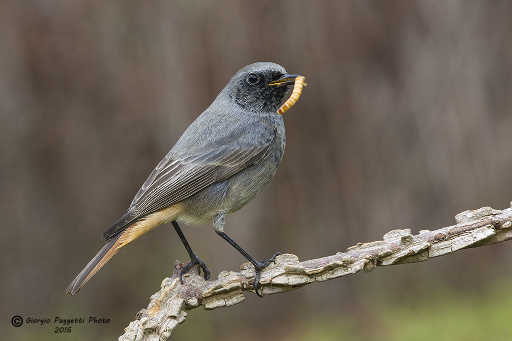 Codirosso spazzacamino con gremignolo