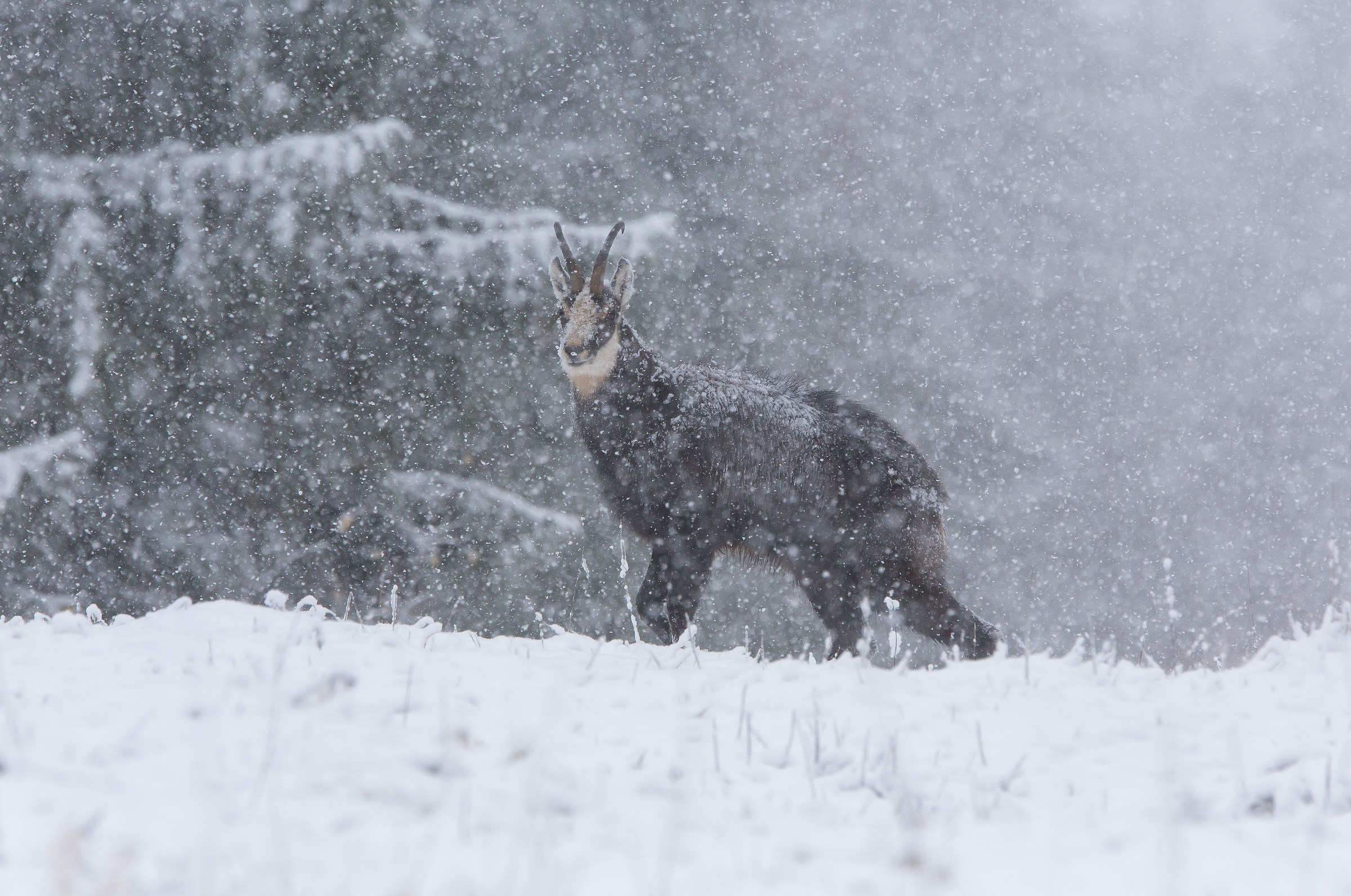 Chamois in the snowstorm