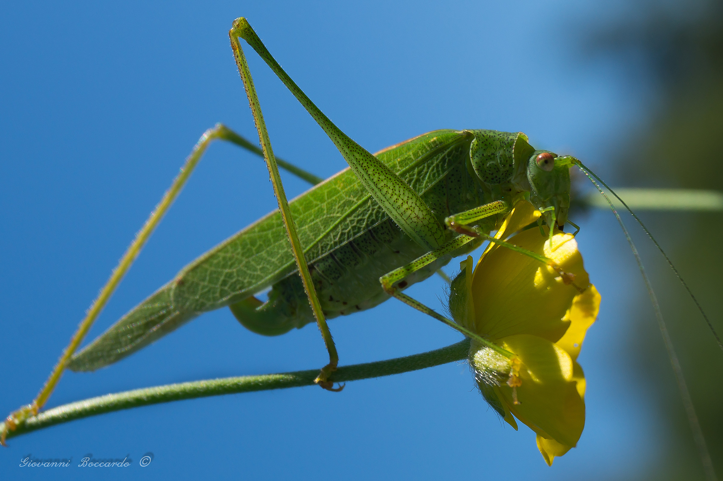 una macro di fine estate...