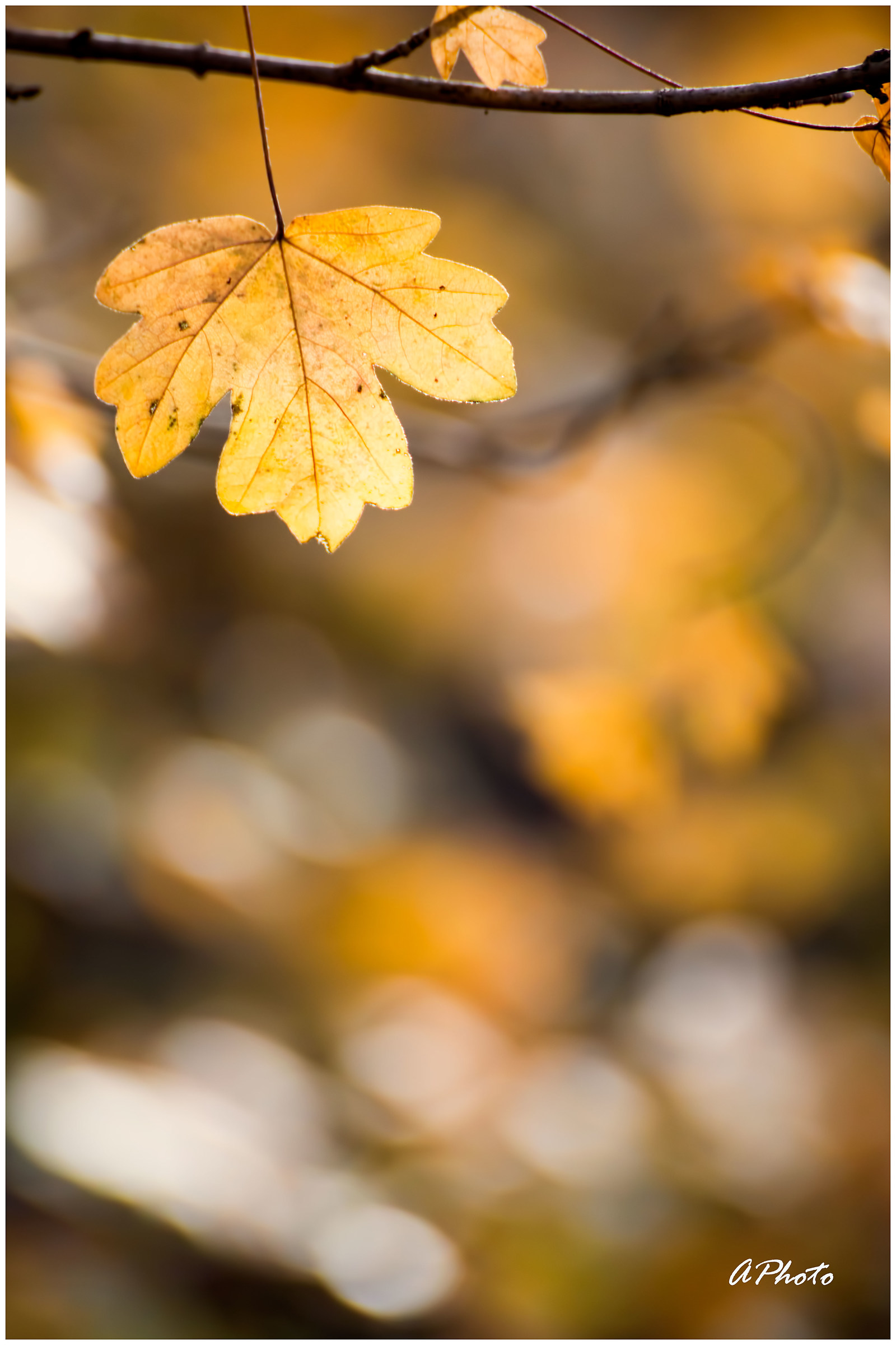 last leaf before takeoff