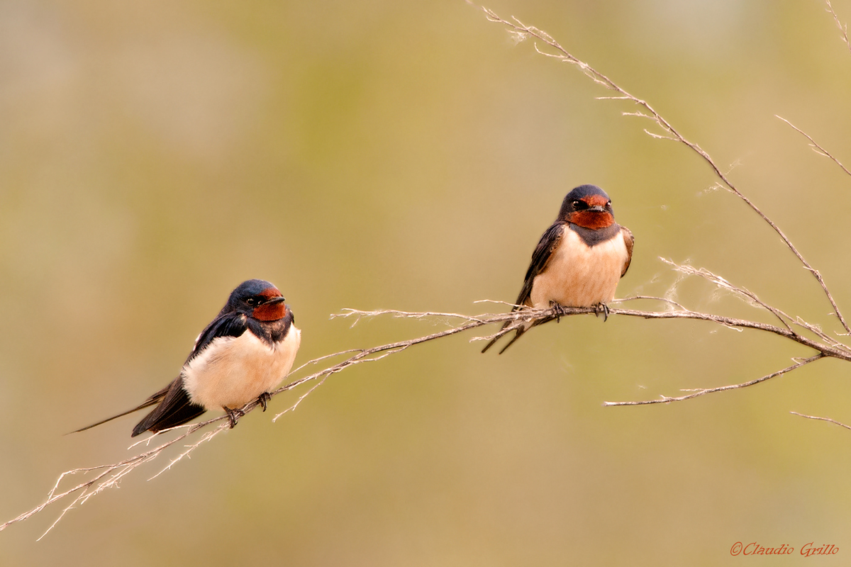 Swallows