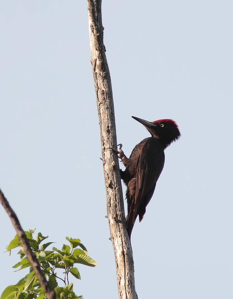 Black Woodpecker