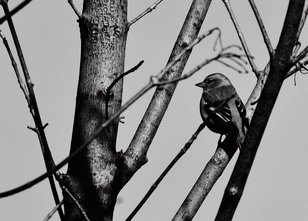 uccellino solitario-bianco nero