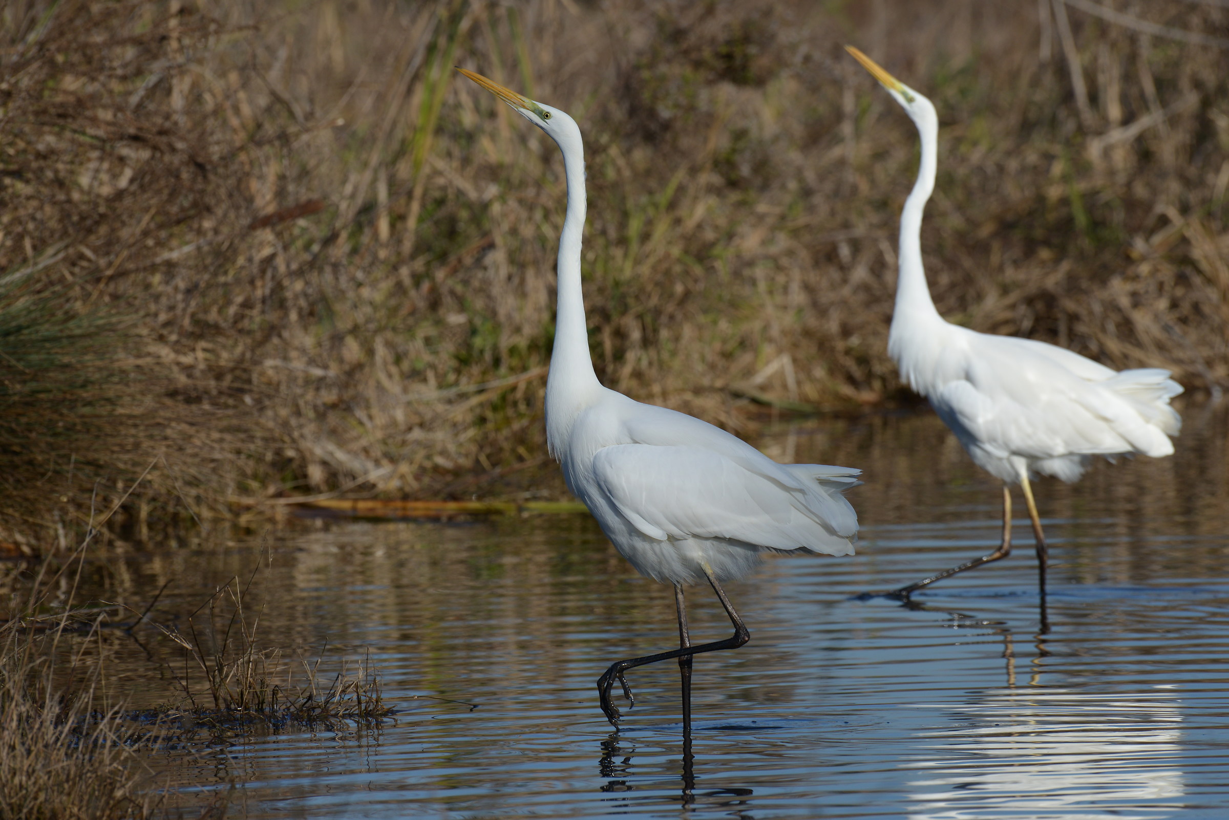 Egrets