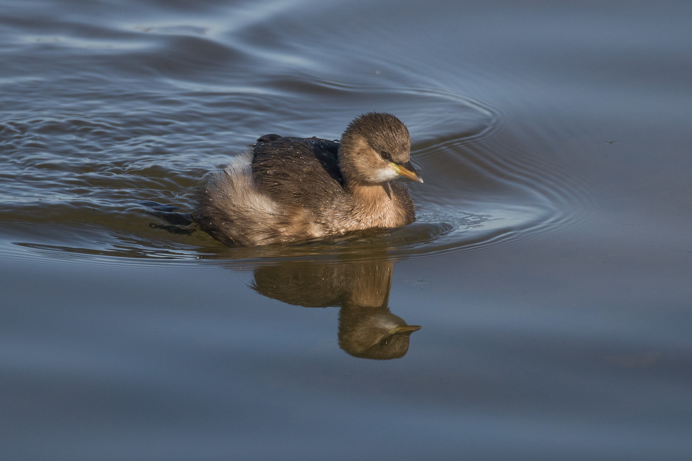 Little Grebe