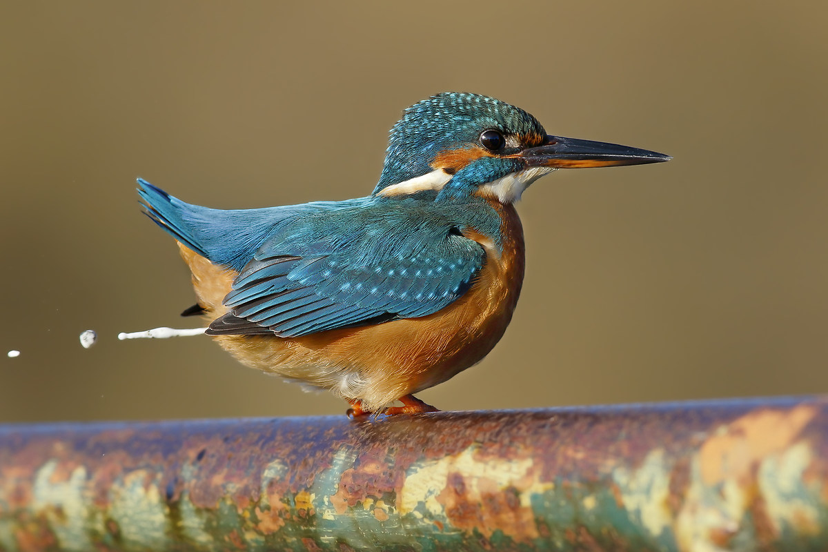 ... And I'll bombed! - Kingfisher "Ploff!"