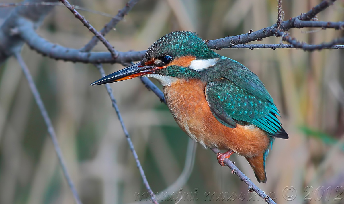 Kingfisher (Alcedo atthis)