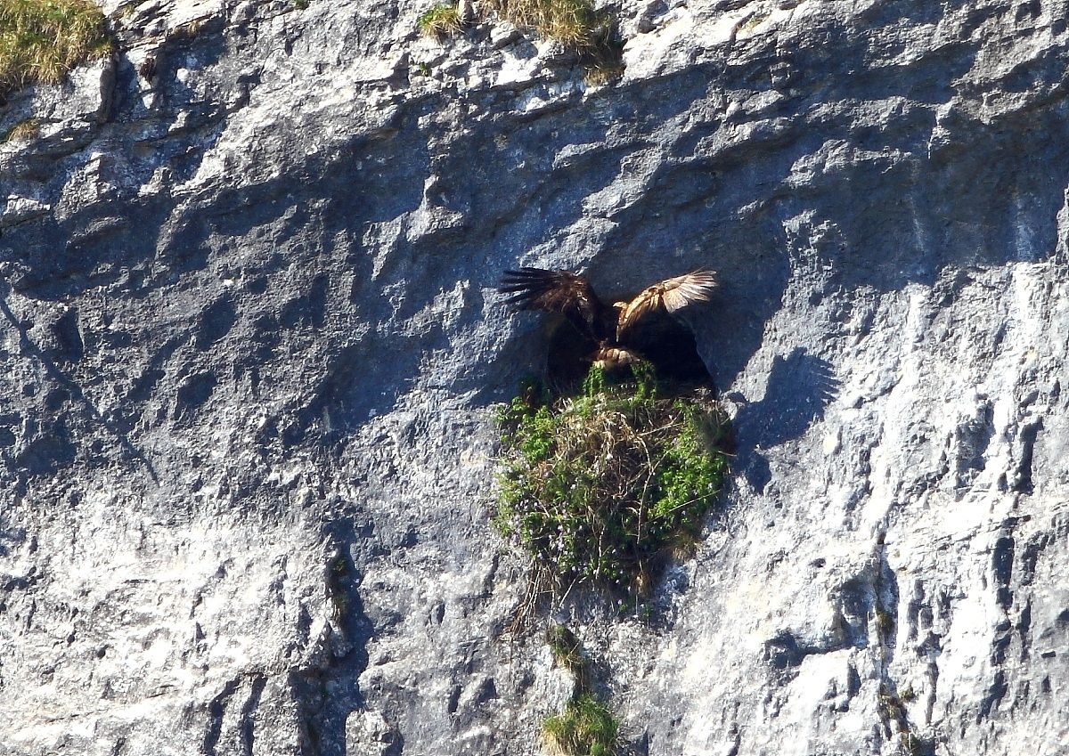 There comes a soft bed for the new eaglet!