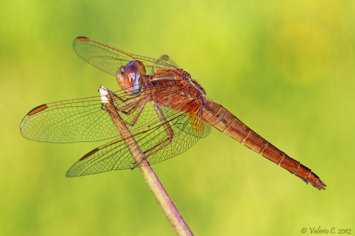 Crocothemis erythraea, male